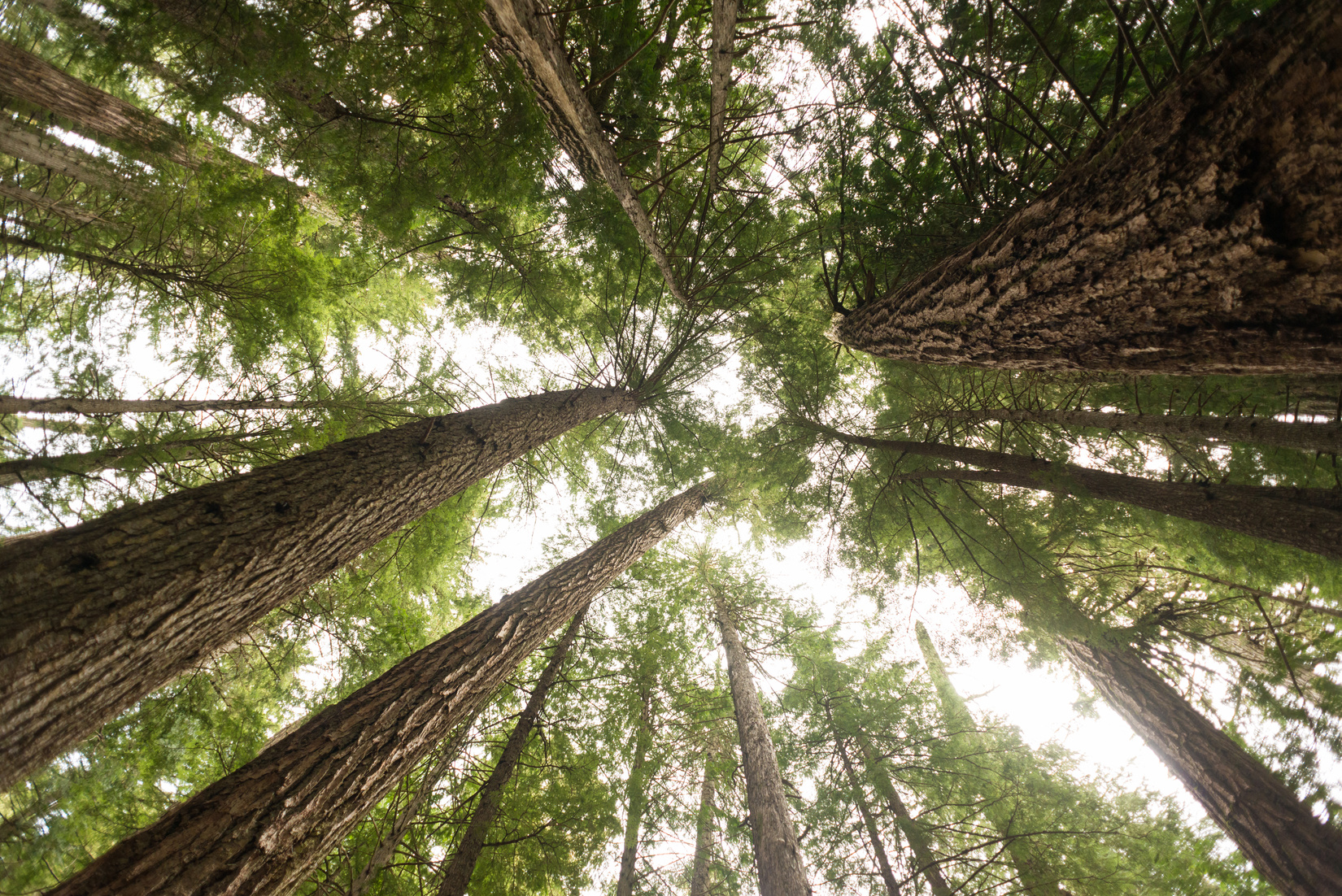 Old Growth Forest